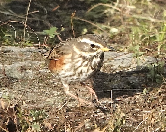 redwing